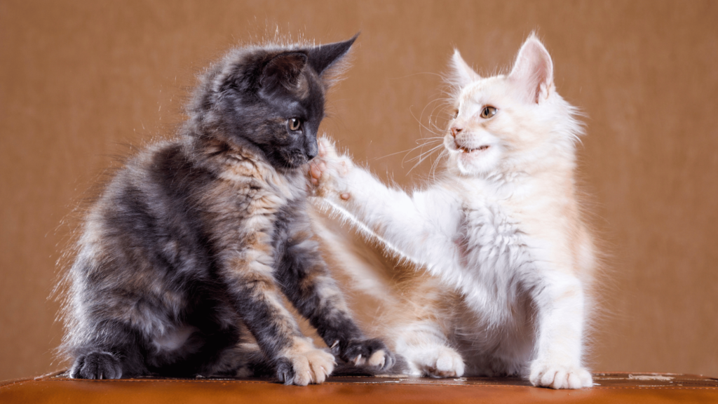 Kitten slapping another kitten